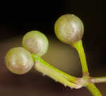 Stiff marsh bedstraw